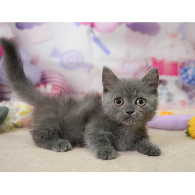 販売中の神奈川県のミヌエット-138051の6枚目