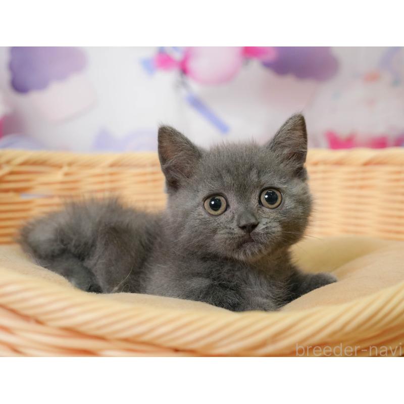 販売中の神奈川県のミヌエット-138051の5枚目