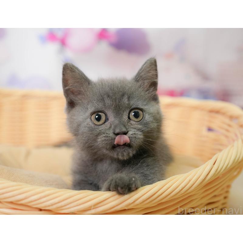 販売中の神奈川県のミヌエット-138051の4枚目