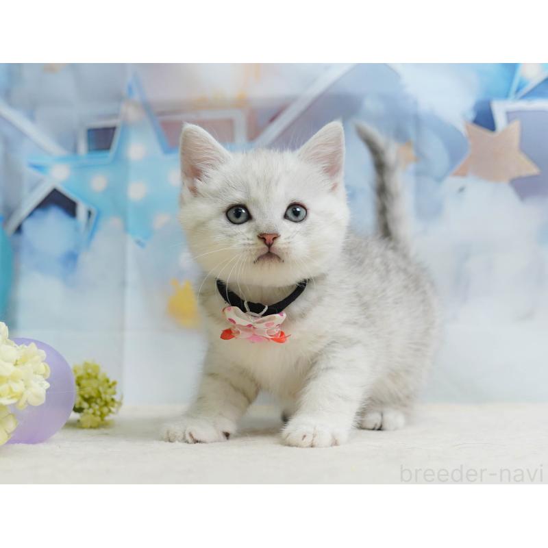 販売中の神奈川県のミヌエット-138050の13枚目