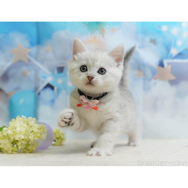 販売中の神奈川県のミヌエット-138050の12枚目