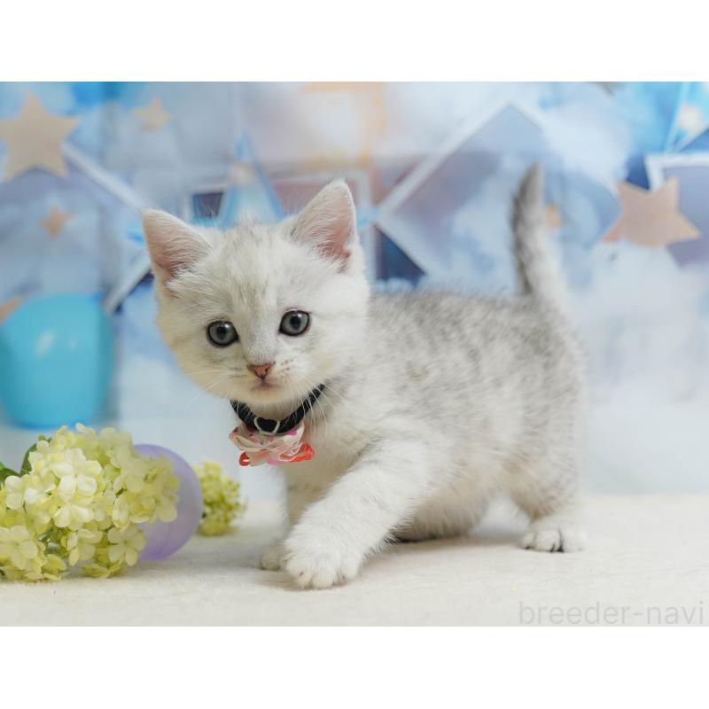 販売中の神奈川県のミヌエット-138050の11枚目