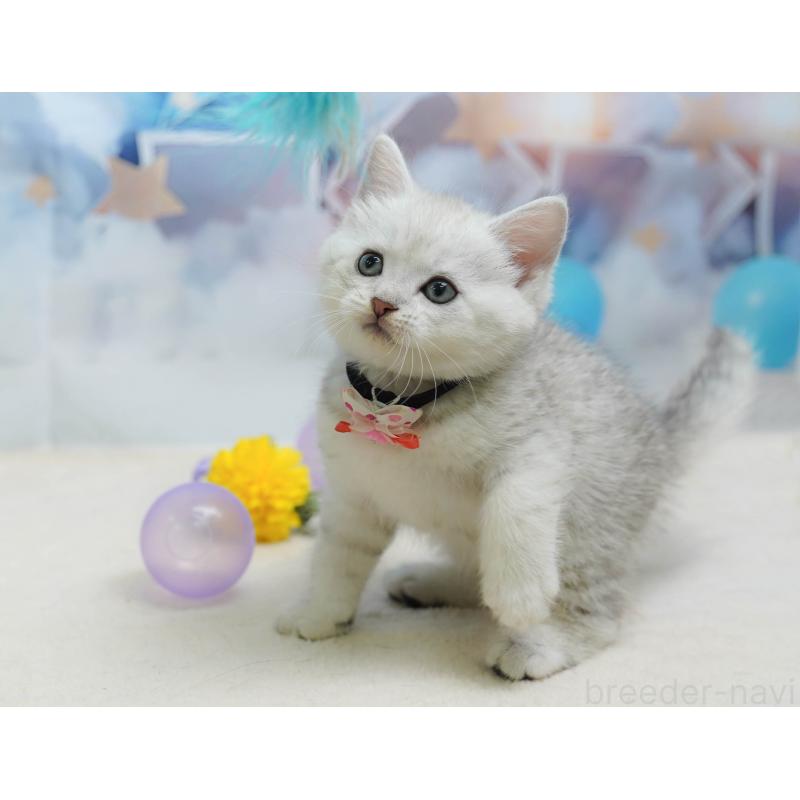 販売中の神奈川県のミヌエット-138050の9枚目