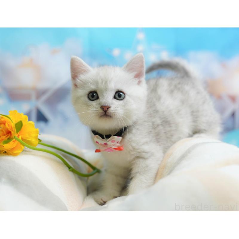 販売中の神奈川県のミヌエット-138050の8枚目