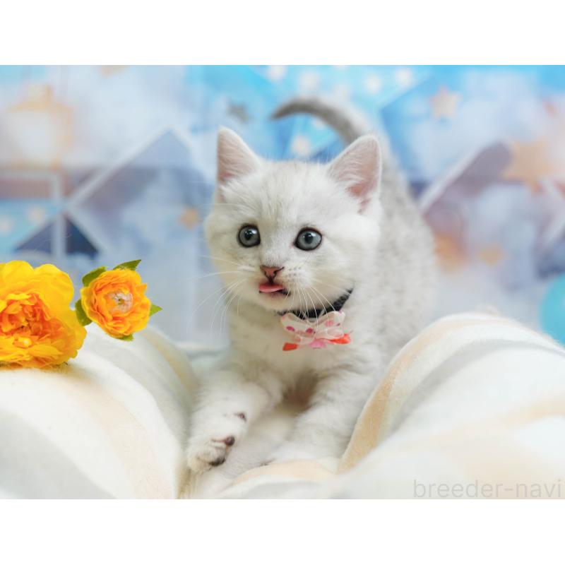 販売中の神奈川県のミヌエット-138050の5枚目