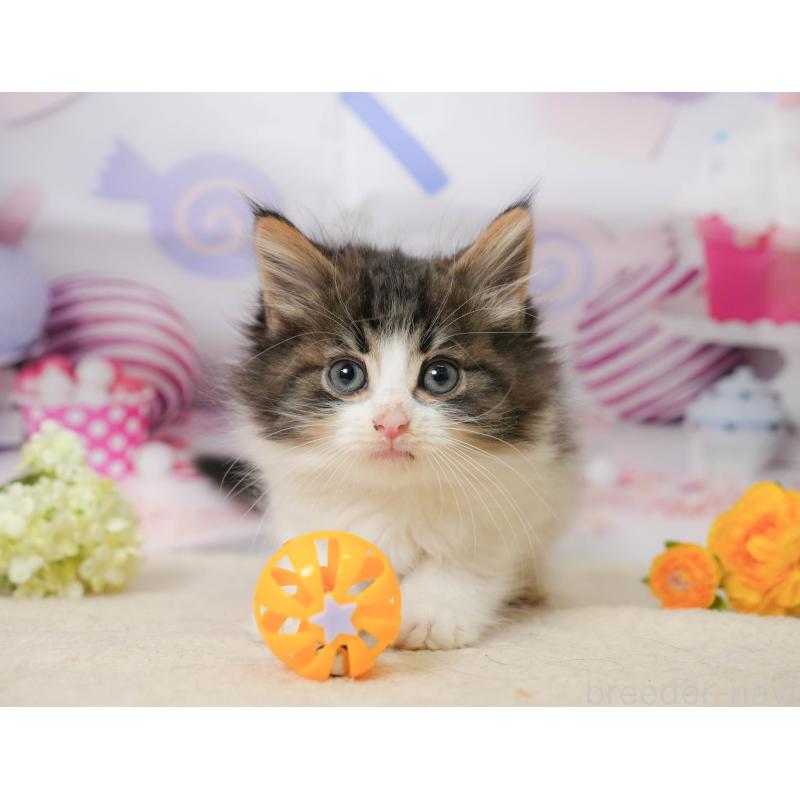 販売中の神奈川県のノルウェージャンフォレストキャット-138049の12枚目