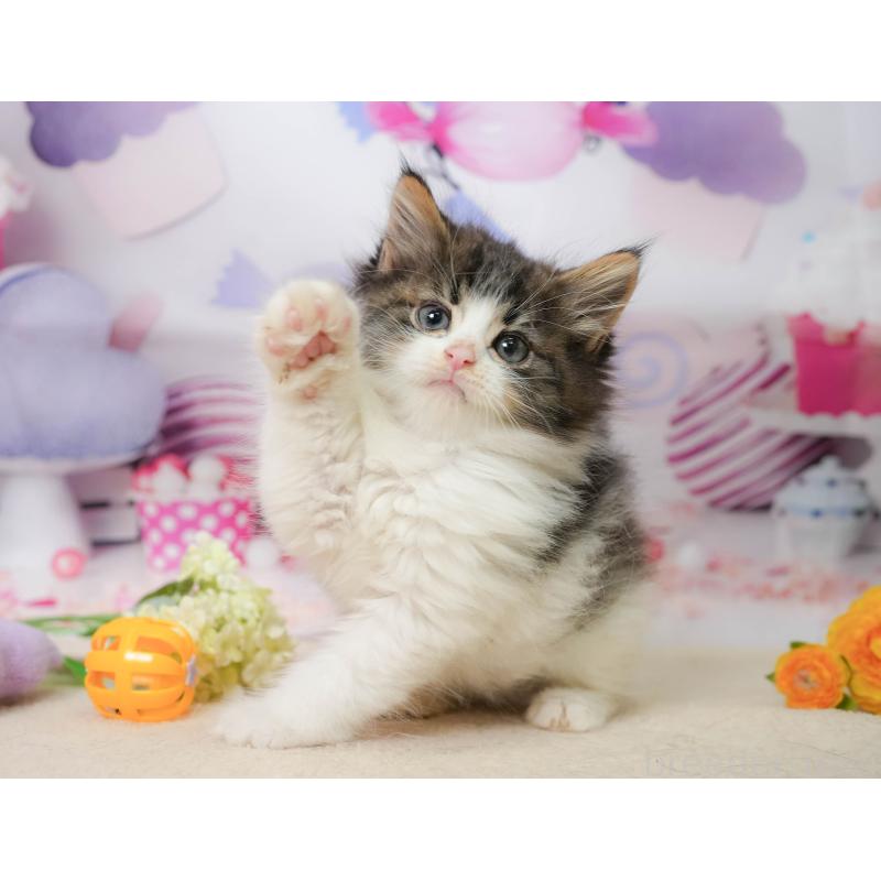 販売中の神奈川県のノルウェージャンフォレストキャット-138049の11枚目