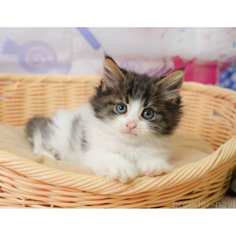 販売中の神奈川県のノルウェージャンフォレストキャット-138049の9枚目