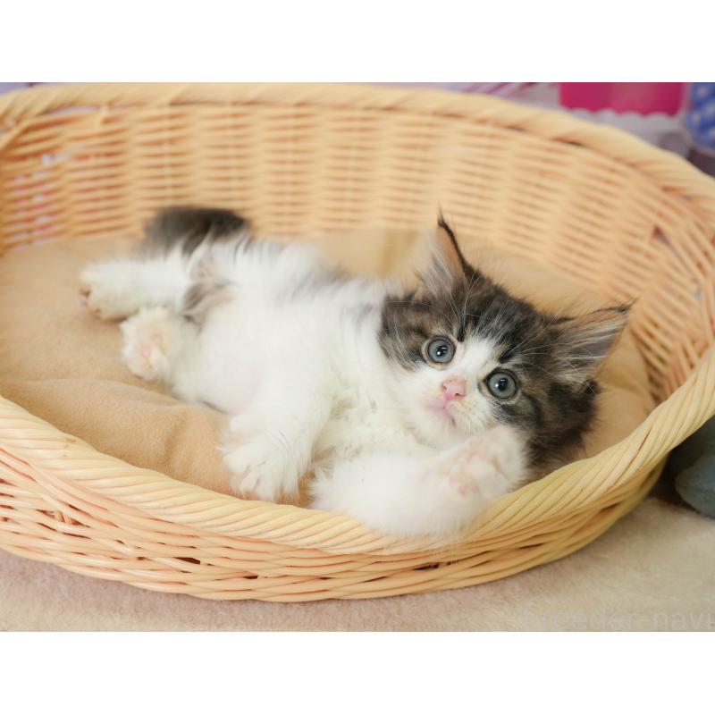 販売中の神奈川県のノルウェージャンフォレストキャット-138049の8枚目