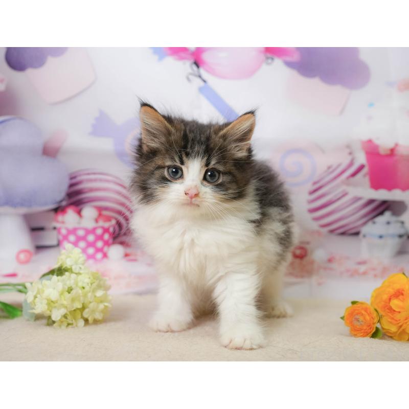 販売中の神奈川県のノルウェージャンフォレストキャット-138049の7枚目