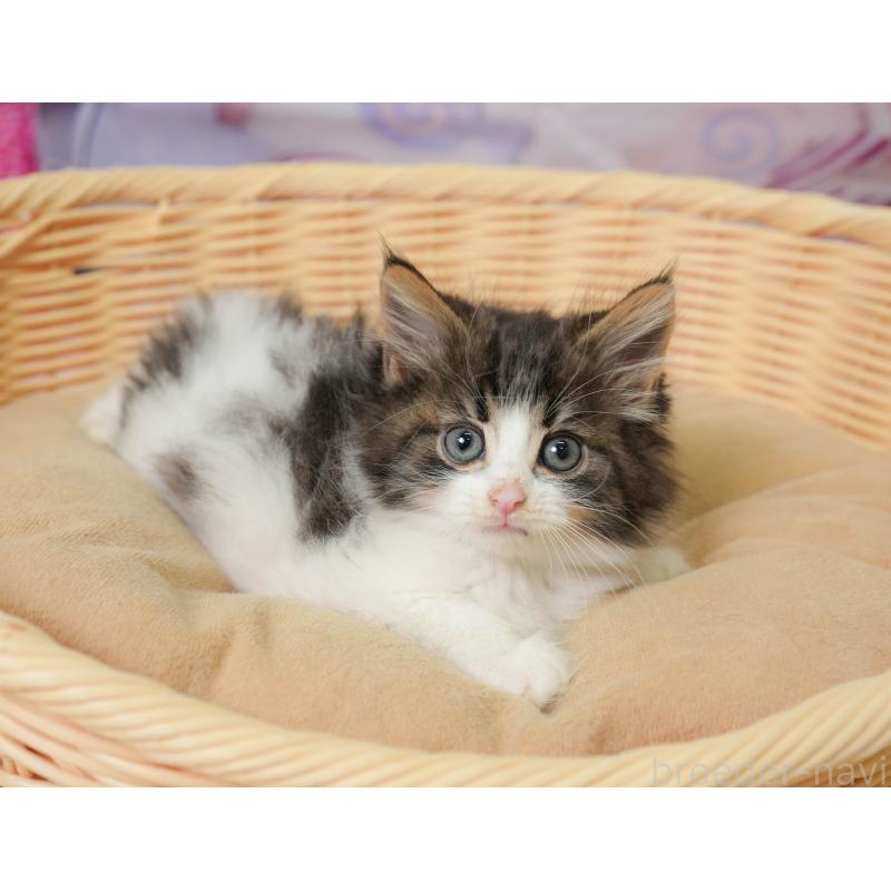 販売中の神奈川県のノルウェージャンフォレストキャット-138049の6枚目