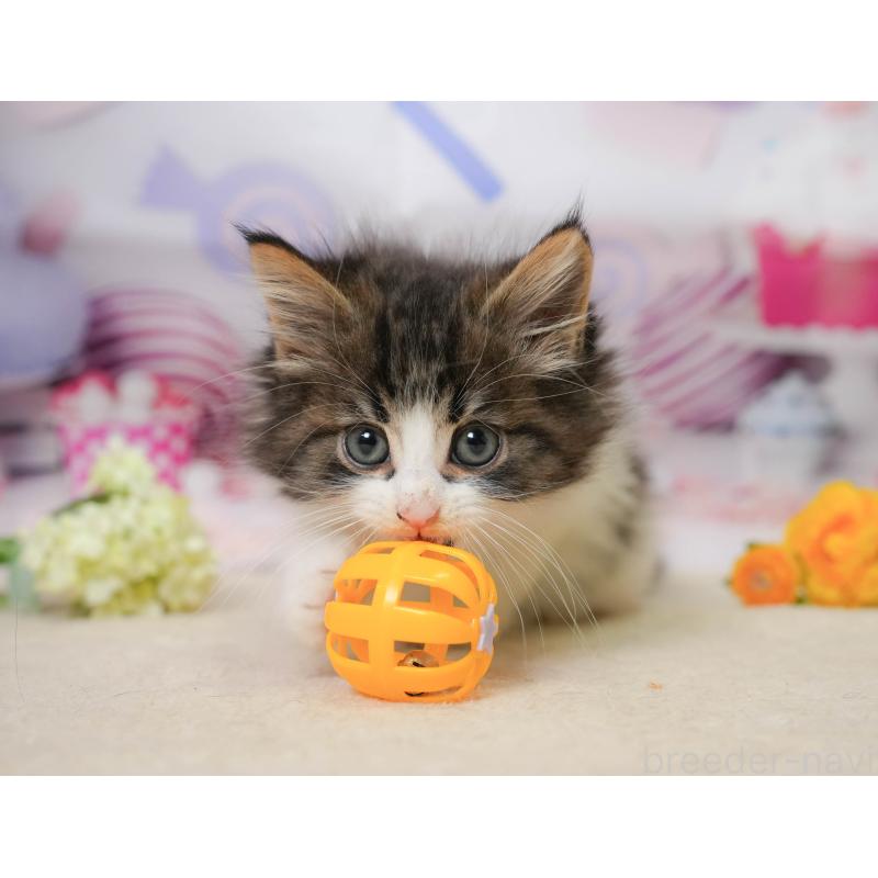 販売中の神奈川県のノルウェージャンフォレストキャット-138049の5枚目