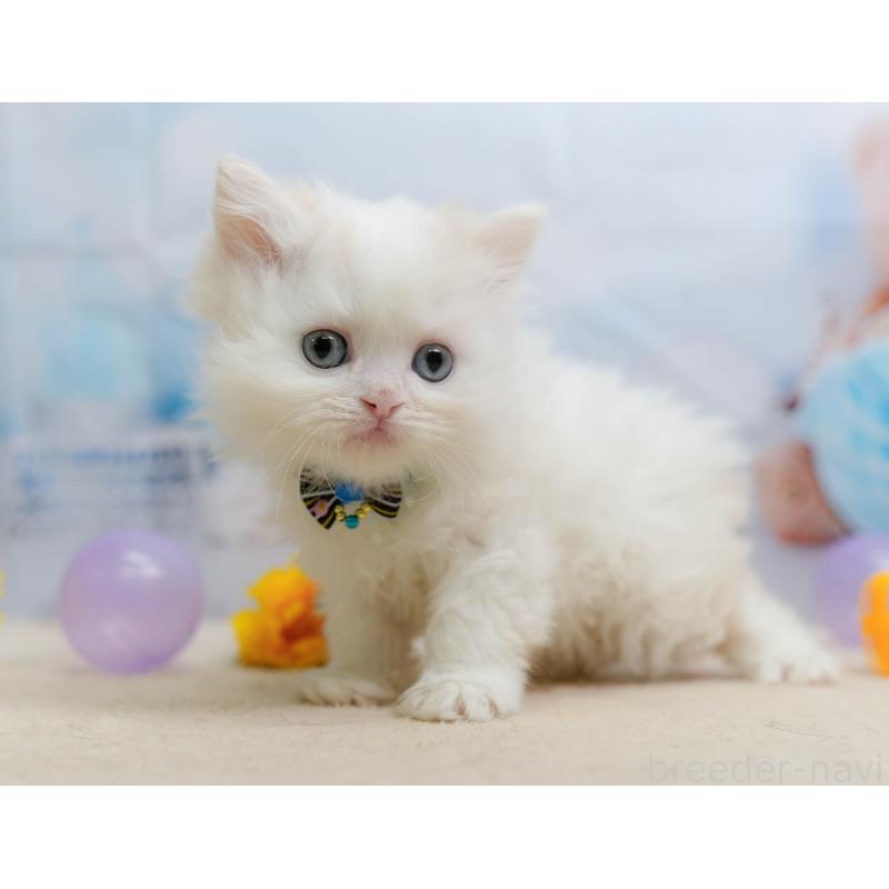 販売中の神奈川県のサイベリアン-138046の12枚目