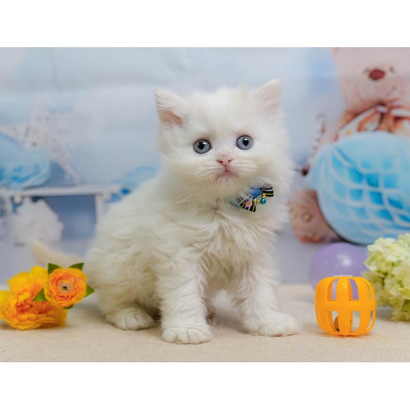 販売中の神奈川県のサイベリアン-138046の7枚目