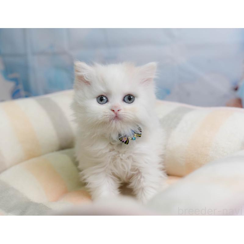 販売中の神奈川県のサイベリアン-138046の5枚目