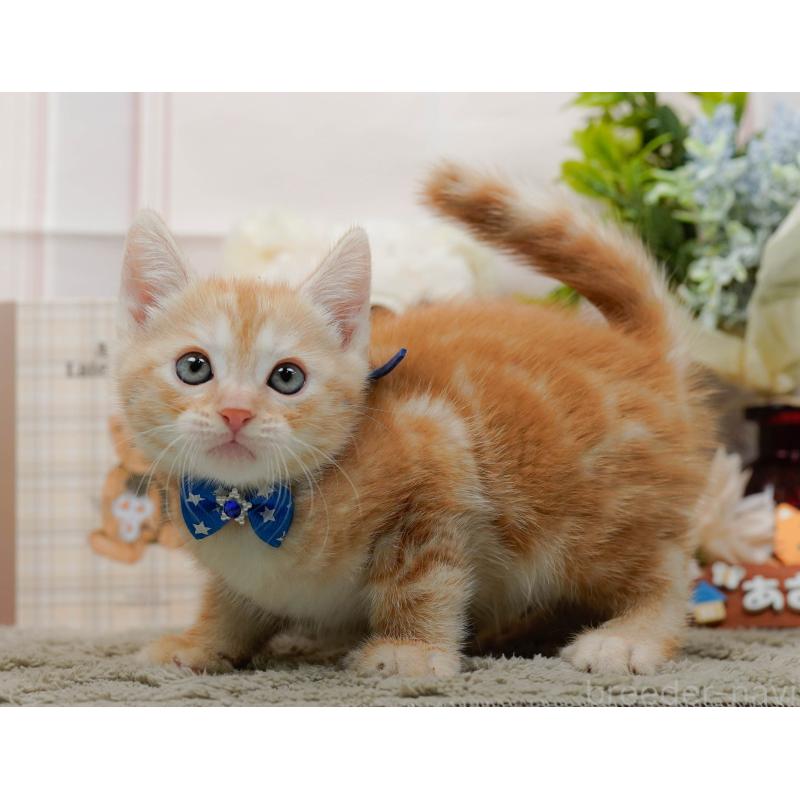 販売中の神奈川県のマンチカン-138037の12枚目