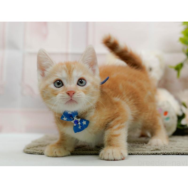 販売中の神奈川県のマンチカン-138037の11枚目