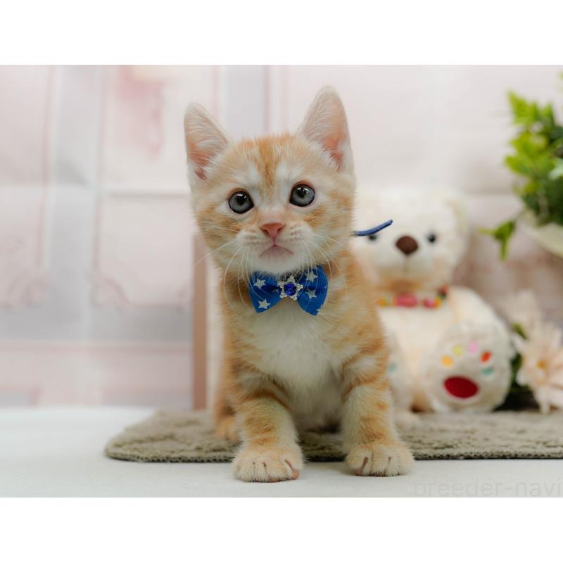 販売中の神奈川県のマンチカン-138037の10枚目