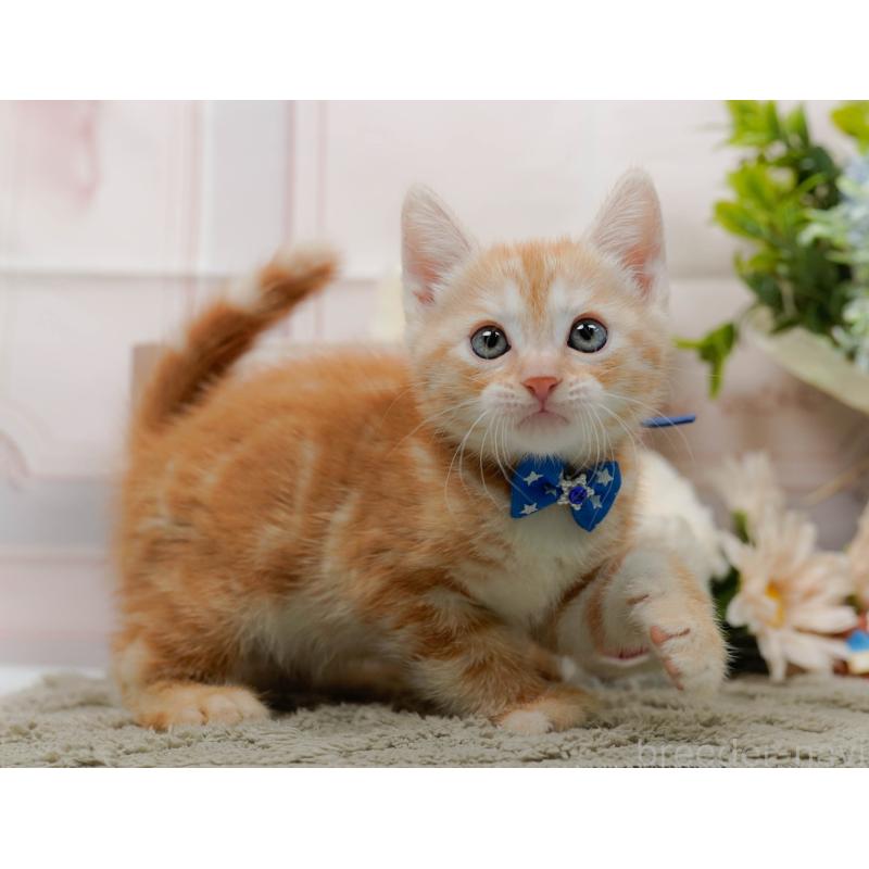 販売中の神奈川県のマンチカン-138037の9枚目