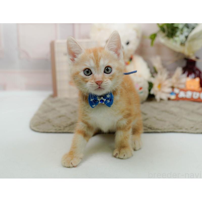 販売中の神奈川県のマンチカン-138037の8枚目