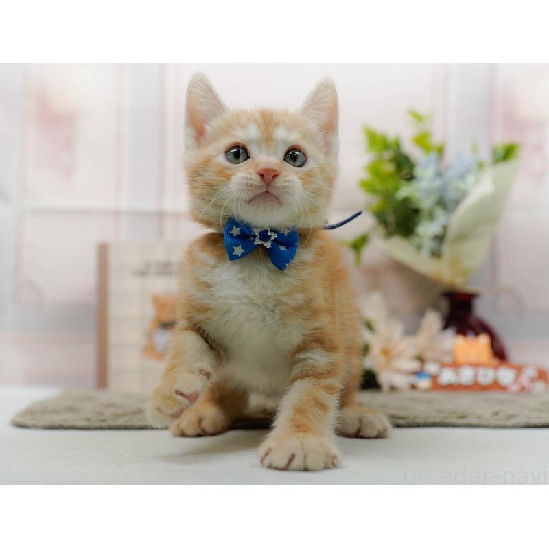 販売中の神奈川県のマンチカン-138037の7枚目