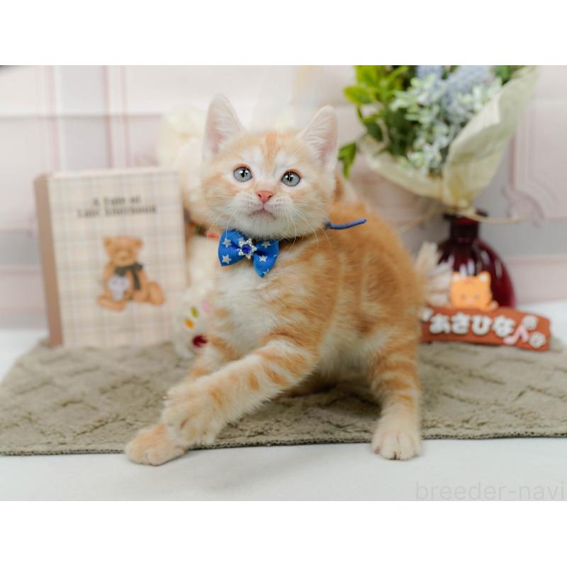 販売中の神奈川県のマンチカン-138037の5枚目