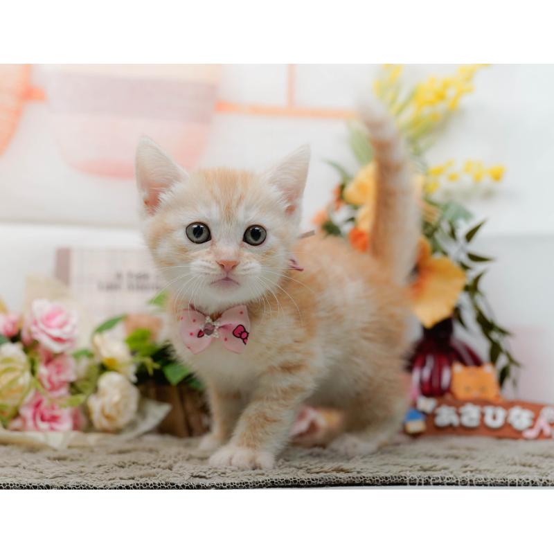 販売中の神奈川県のマンチカン-138043の12枚目