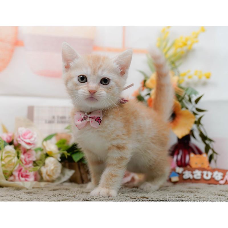 販売中の神奈川県のマンチカン-138043の11枚目