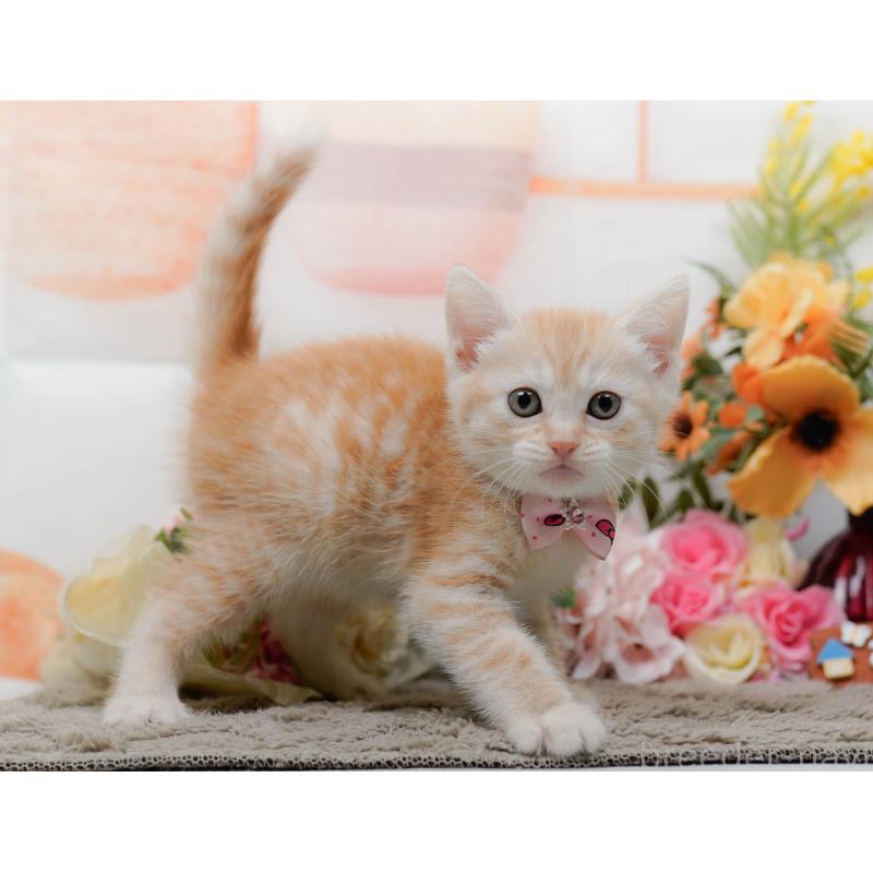 販売中の神奈川県のマンチカン-138043の9枚目