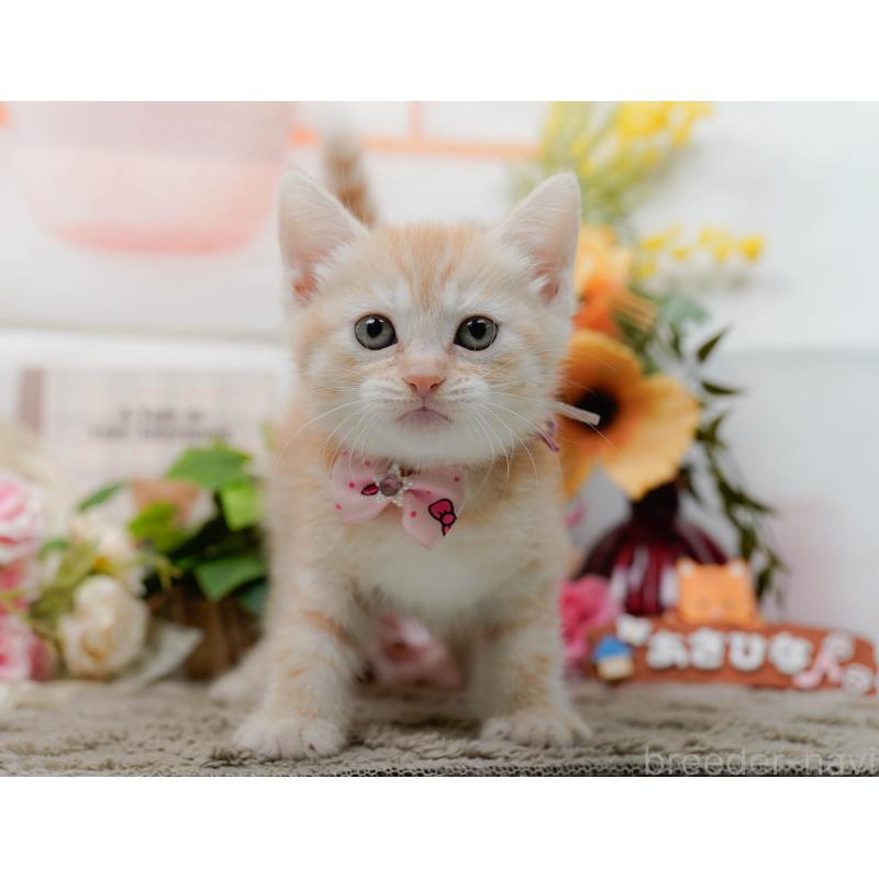 販売中の神奈川県のマンチカン-138043の8枚目