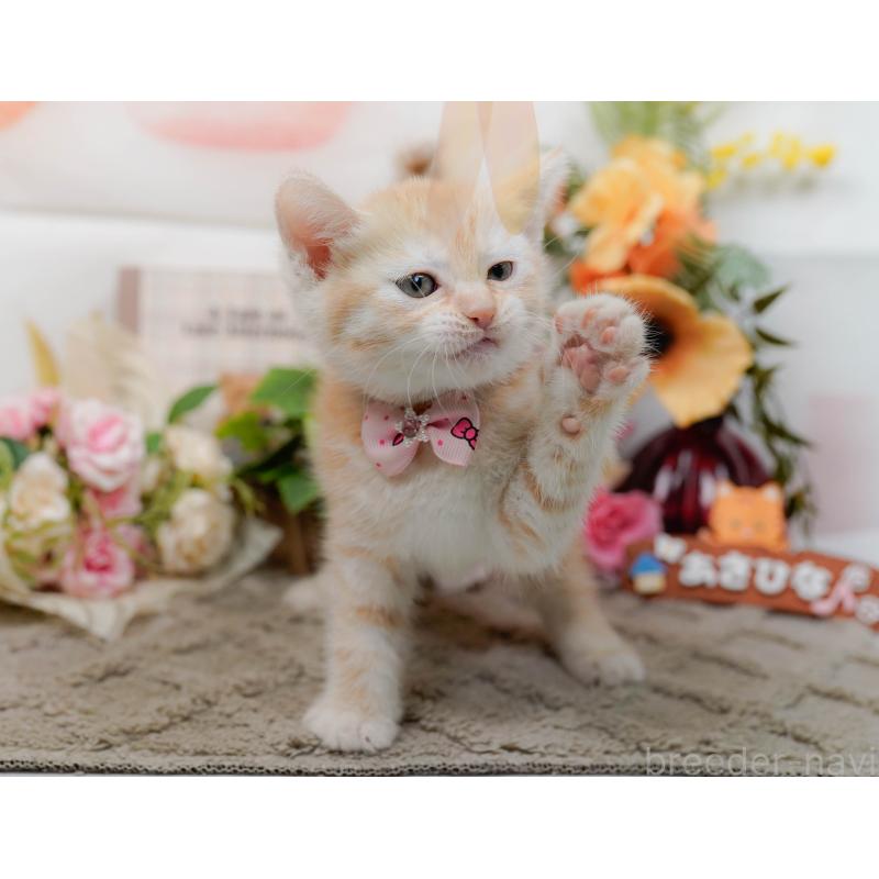 販売中の神奈川県のマンチカン-138043の7枚目