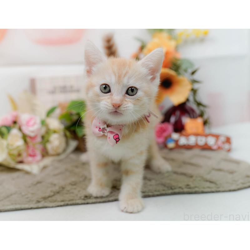 販売中の神奈川県のマンチカン-138043の6枚目