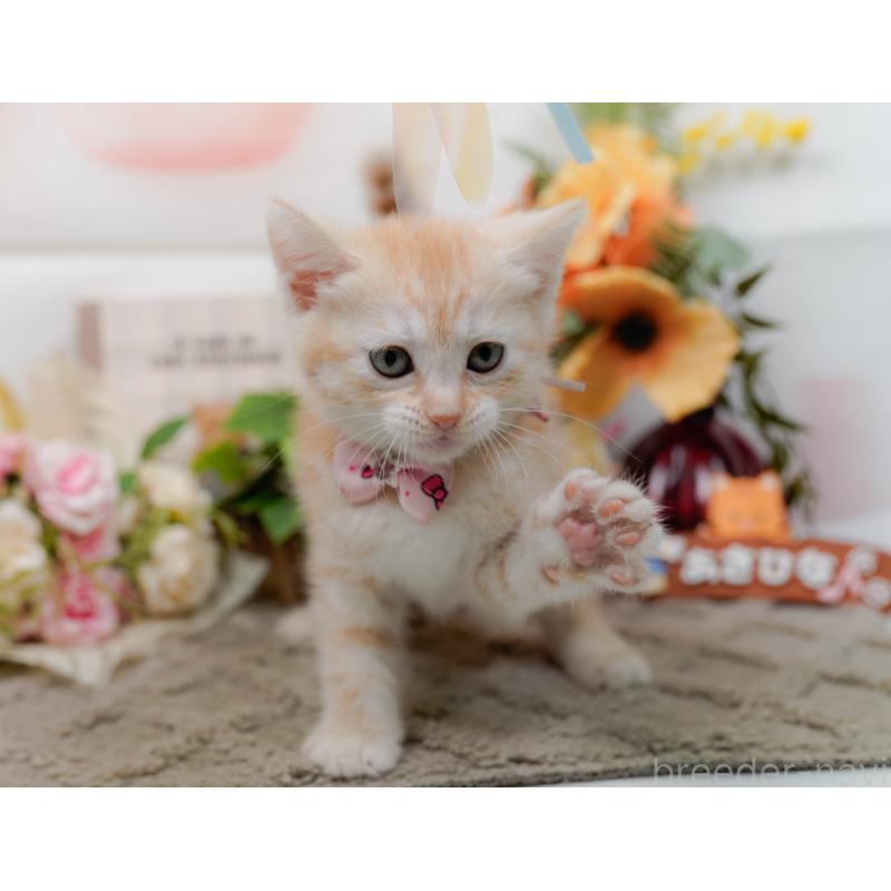 販売中の神奈川県のマンチカン-138043の5枚目