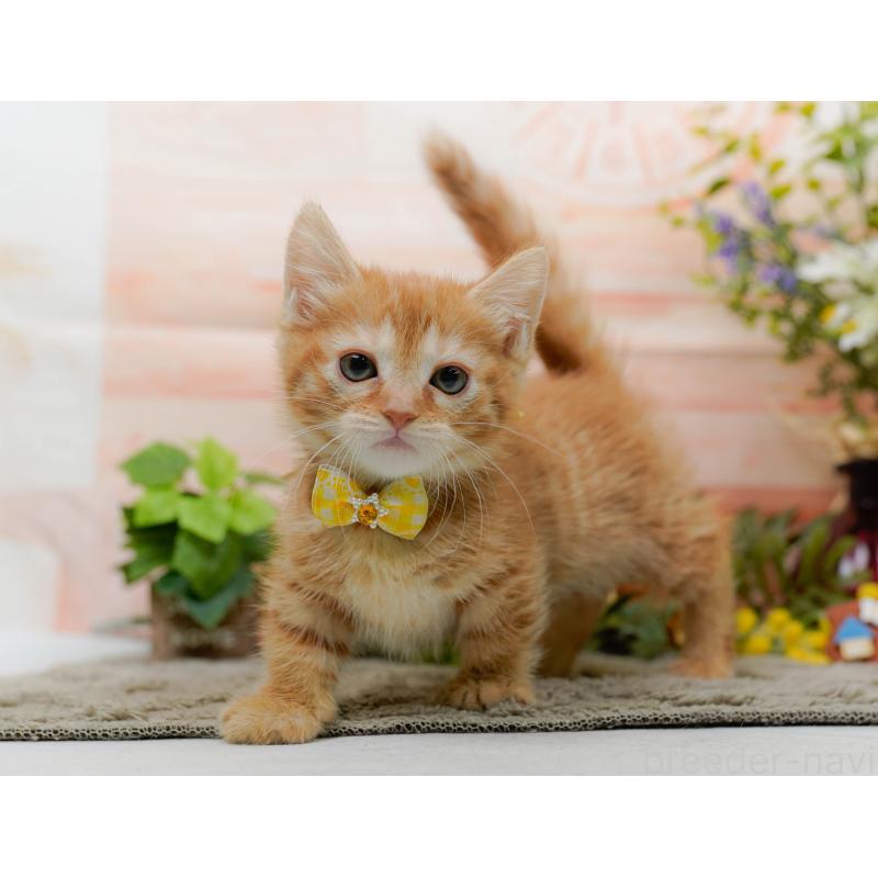 販売中の神奈川県のマンチカン-138045の12枚目