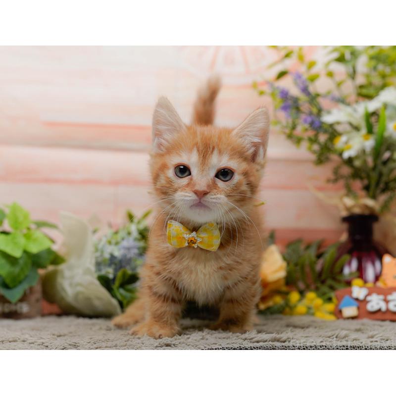 販売中の神奈川県のマンチカン-138045の11枚目