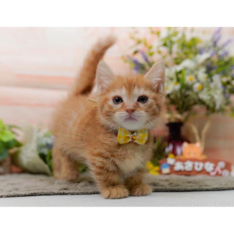 販売中の神奈川県のマンチカン-138045の10枚目