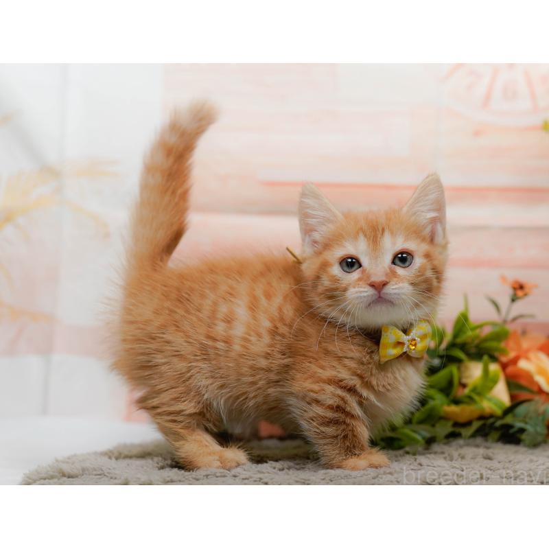 販売中の神奈川県のマンチカン-138045の9枚目