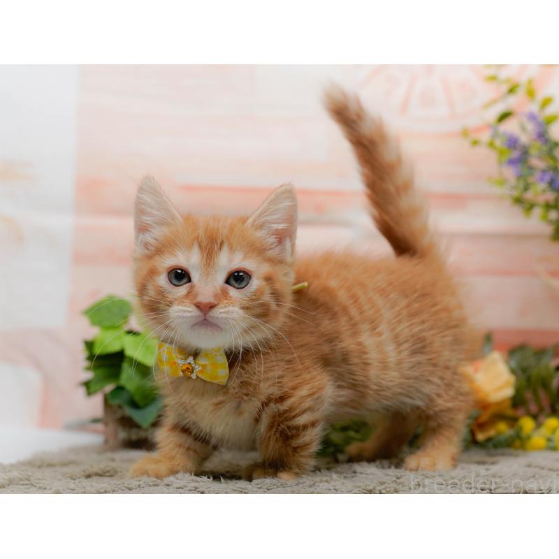 販売中の神奈川県のマンチカン-138045の8枚目