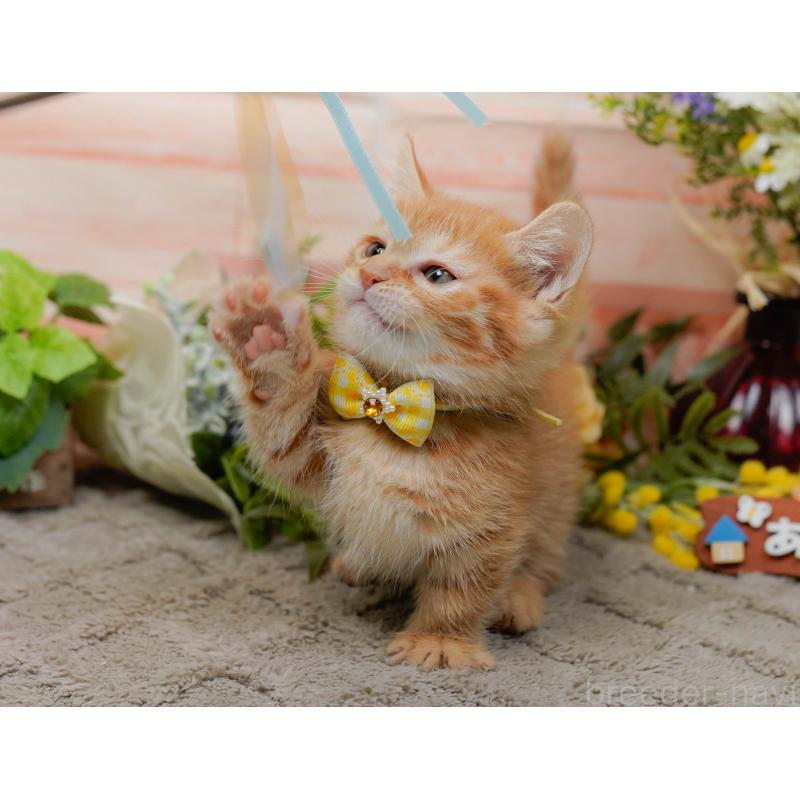 販売中の神奈川県のマンチカン-138045の6枚目