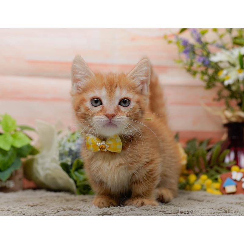 販売中の神奈川県のマンチカン-138045の5枚目