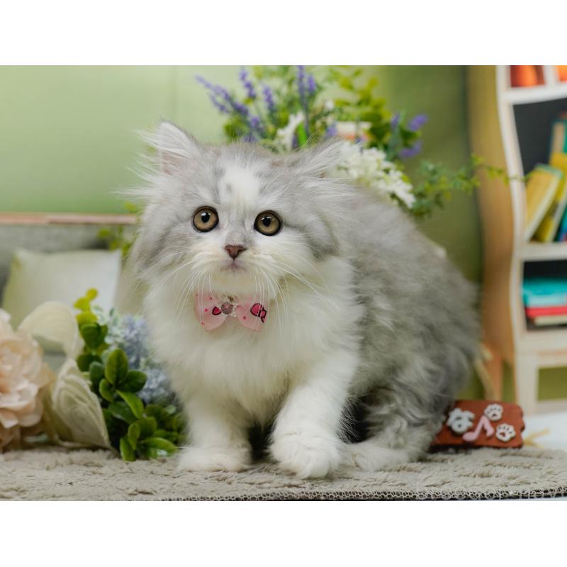 販売中の神奈川県のサイベリアン-138035の11枚目