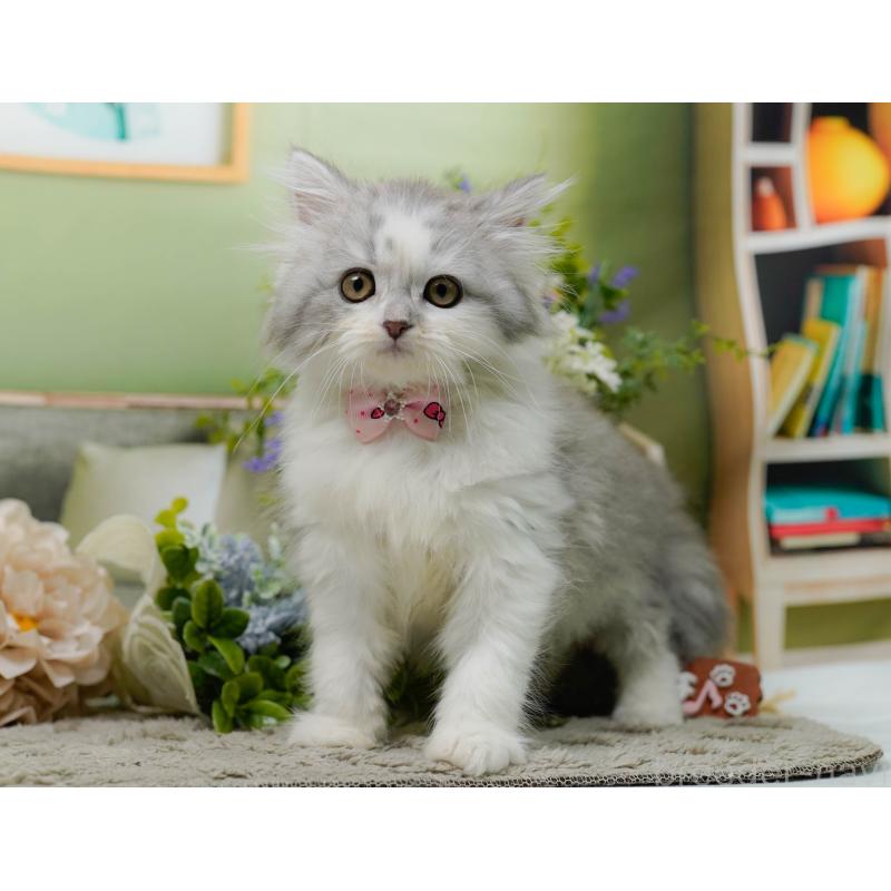 販売中の神奈川県のサイベリアン-138035の10枚目