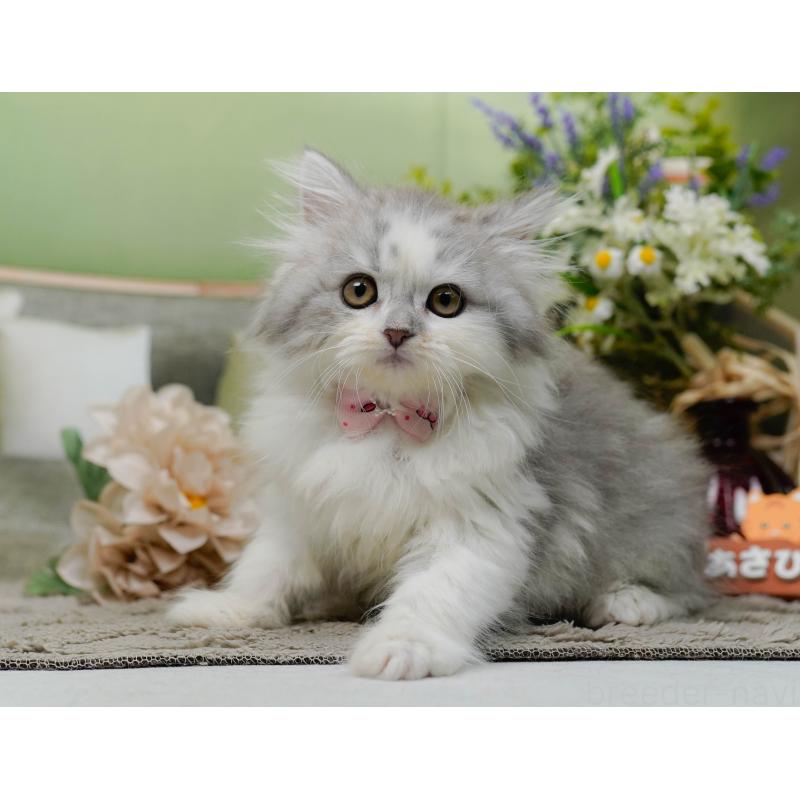 販売中の神奈川県のサイベリアン-138035の9枚目