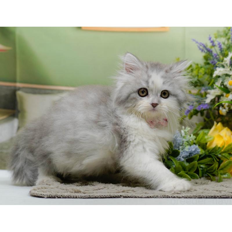 販売中の神奈川県のサイベリアン-138035の8枚目