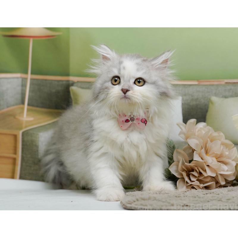 販売中の神奈川県のサイベリアン-138035の7枚目