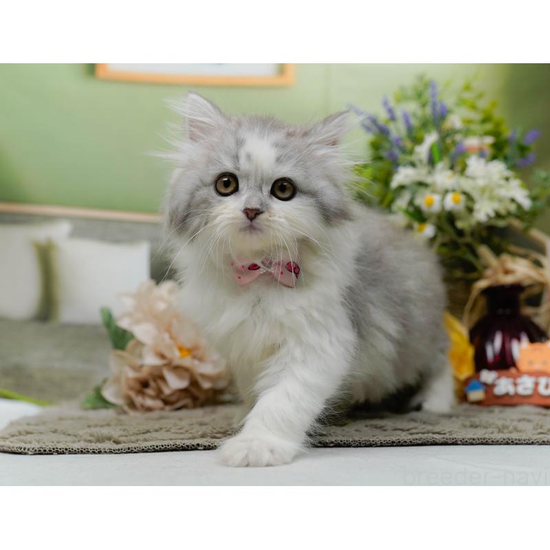 販売中の神奈川県のサイベリアン-138035の6枚目