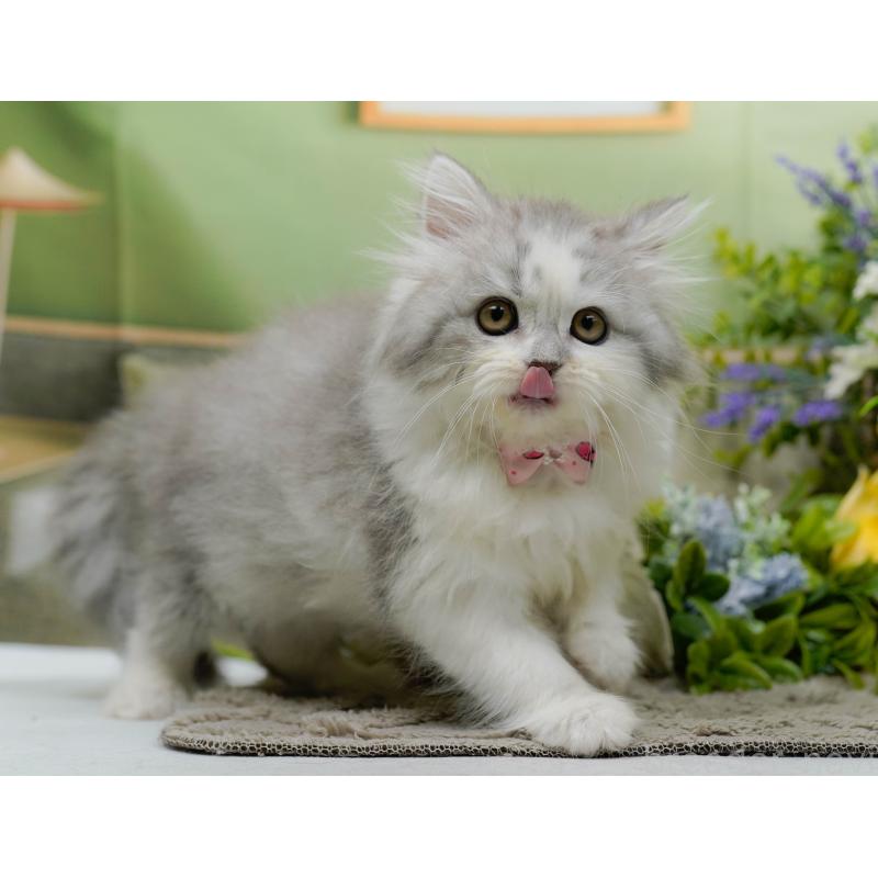 販売中の神奈川県のサイベリアン-138035の5枚目