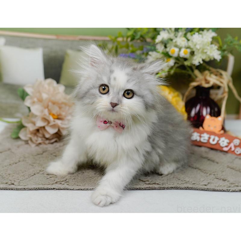 販売中の神奈川県のサイベリアン-138035の4枚目