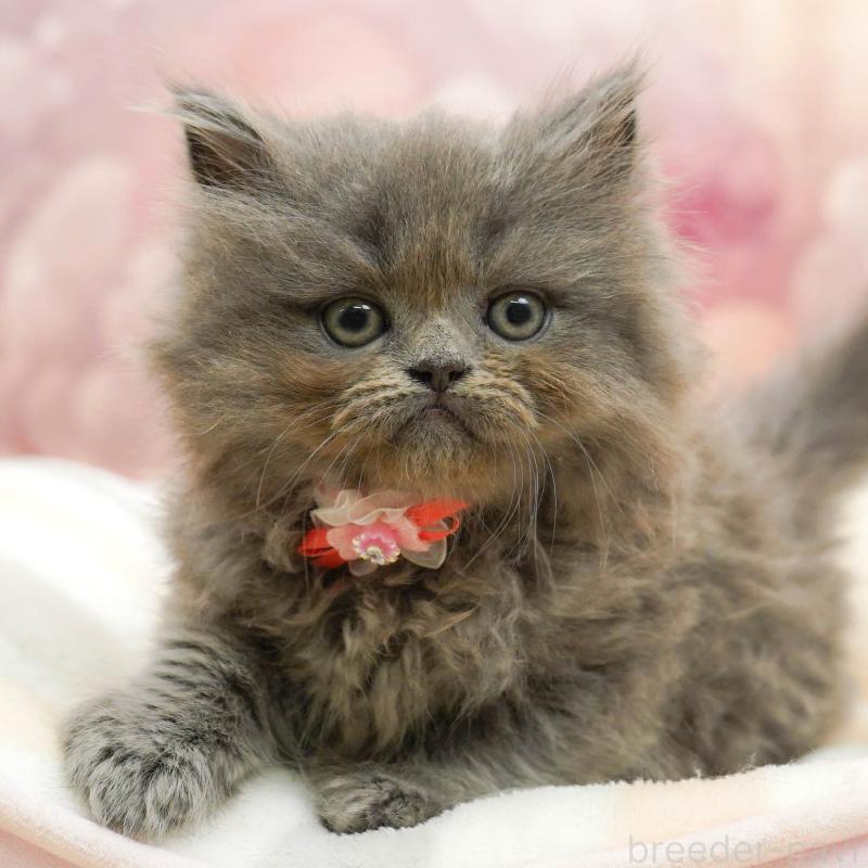 販売中の埼玉県のラガマフィン-138576