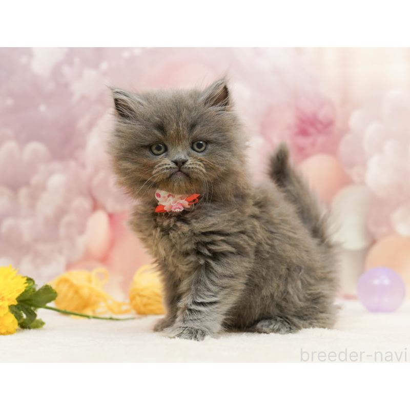 販売中の埼玉県のラガマフィン-138576の10枚目